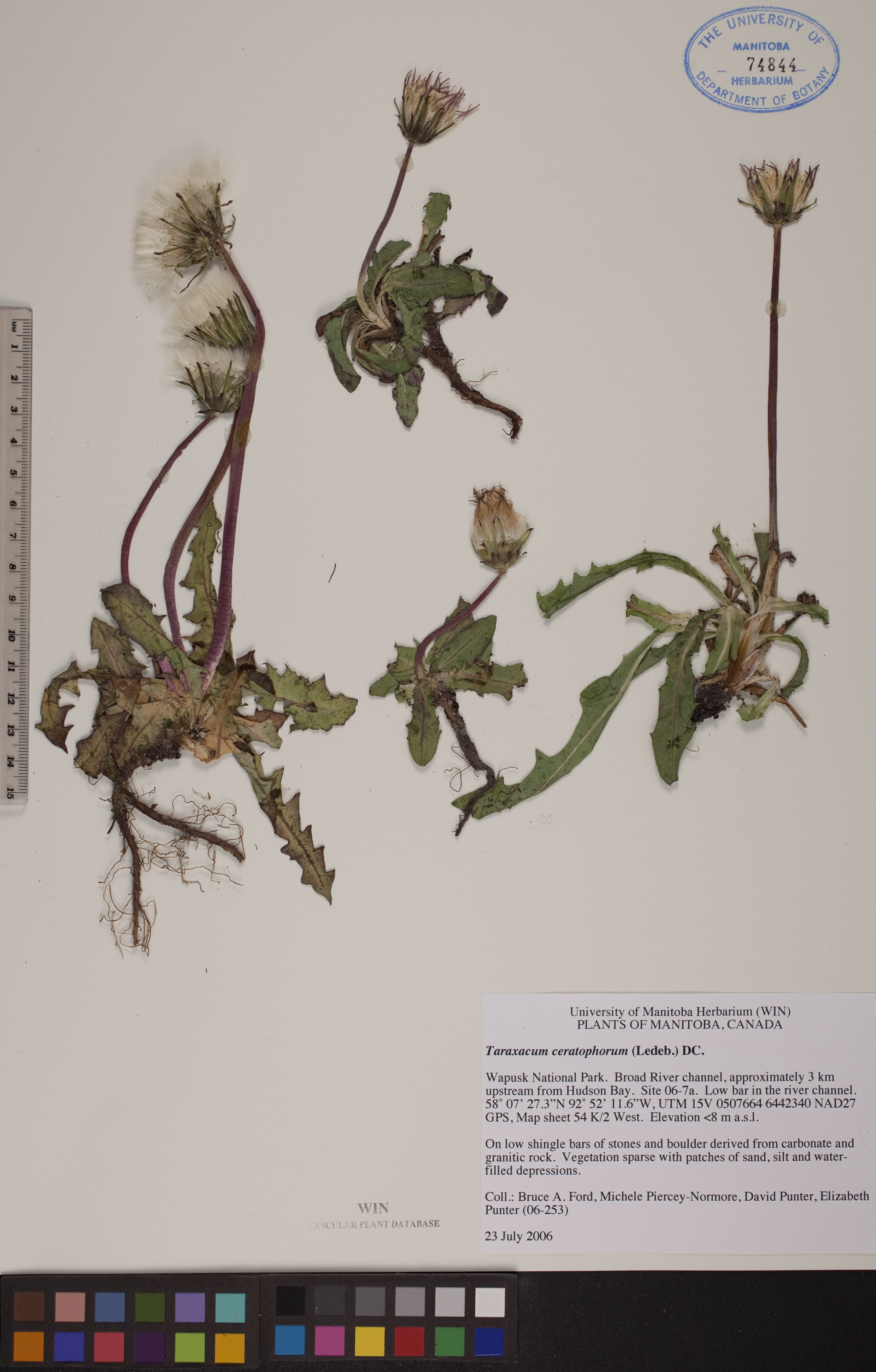 Taraxacum ceratophorum image